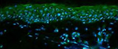 藍色是角質細胞核、綠色是岩藻糖擬糖蛋白