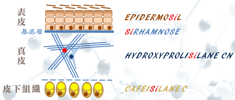 每一個皮膚層提供一個矽烷醇