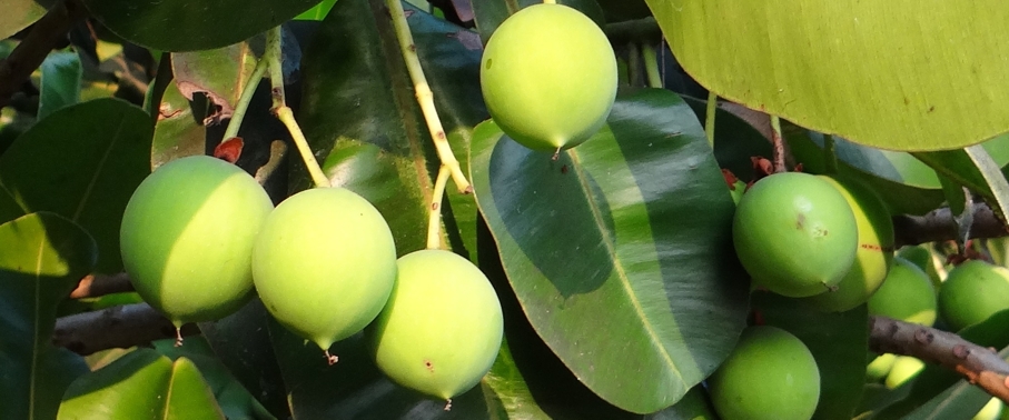 Tamanu