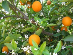 橘子萃取