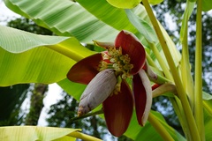 香蕉樹花萃取