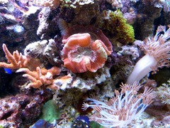珊瑚粉