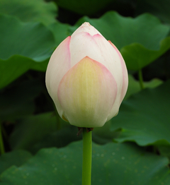 巴厘島蓮花萃取